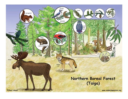 forest plants and animals
